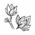 Hand drawing. Magnolia flower. Sprig with spring flowers. Blooming tree. Royalty Free Stock Photo